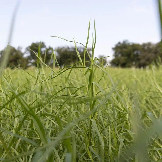 thumbnail for publication: Potential and Economic Valuation of Carbon in Grasslands